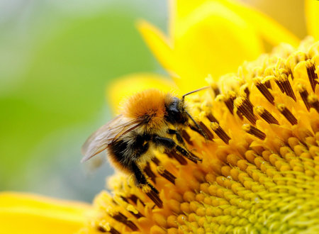 Bumblebee on a sunflower