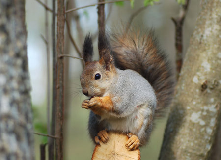 Squirrel 