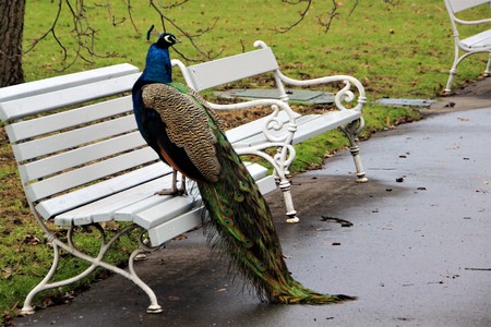 The city of Prague in the city center.の写真素材