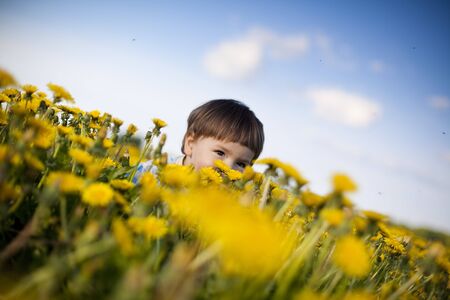 little boy playing hide-and-seek in the field og dandelionsの写真素材