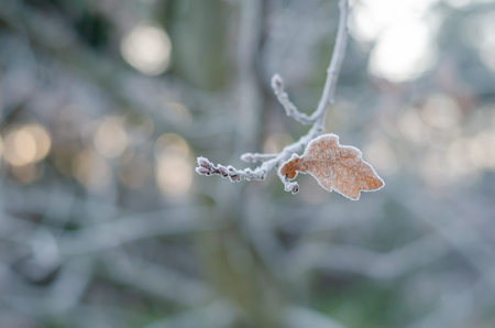 Crystals of hoarfrost on the kidneys and brown sheet. Calm background. Selective focus. Eye level...