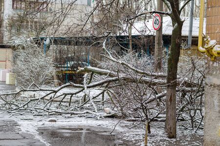 A dangerously fallen tree on a city road during a night storm.の写真素材