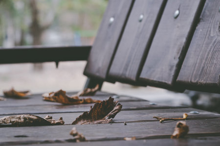 Close-up of a wooden bench in an autumn park. Eye level shooting. Selective focus.