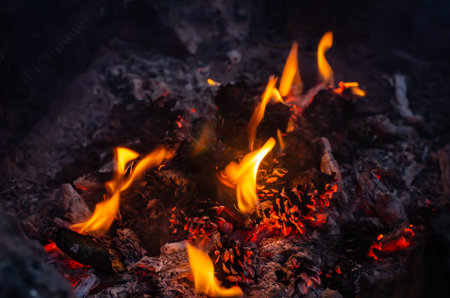 Pine cones in a bonfire close-up. Burning evening bonfire in the garter town. Hiking and travel....