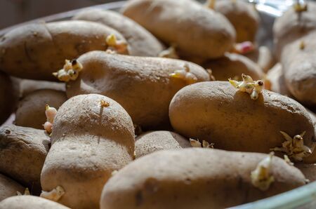Spring rays of the sun on sprouted potatoes. A pile of seed potatoes with sprouts. Potato sprouts background. Agriculture and farming. Eye level shooting. Close-up. Selective focus.の写真素材
