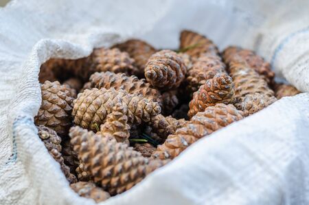Close-up of several dozen pine cones. Materials for needlework. Selective focus. Eye level shooting.の写真素材