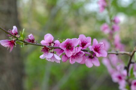 Flowering peach branches. Spring peach branches with pink flowers. Spring flowering in the orchard. Close-up. Selective focus.の写真素材