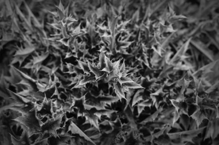 Spiky leaves of a shrub background. Leaves with many sharp spines close-up. Natural abstract background. View from above . Selective focus. Monochrome.の写真素材