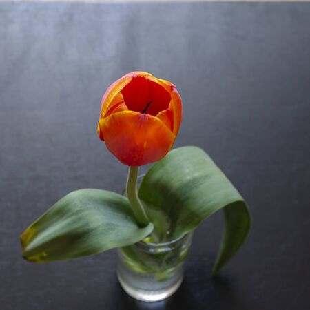 Tulip in a glass cup. Single tulip in a transparent glass with water. Shooting from above downward at an angle. Focus on the spring tulip bud.の写真素材