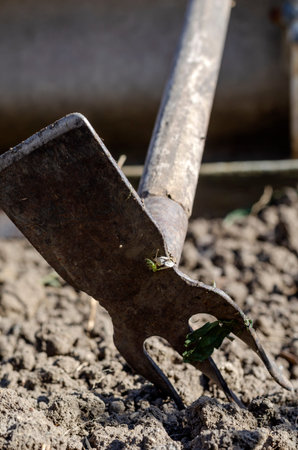 Dirty hoe in the ground. Rusty hoe close up. The process of spring cultivation. Garden tools...