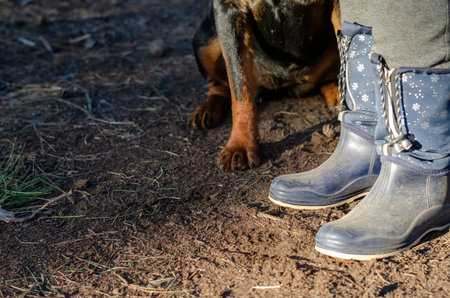 The dog obediently sits at Women's feet in rubber boots. An adult rottweiler carries out the owner s...