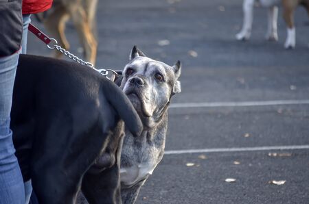 Cane Corso of ashen color. ane-corso dog is in a collar and leash stands. He carefully looks at the owner. Side view. Selective focusの写真素材