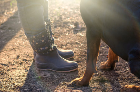 The dog obediently sits at Women's feet in rubber boots. An adult rottweiler carries out the owner s...