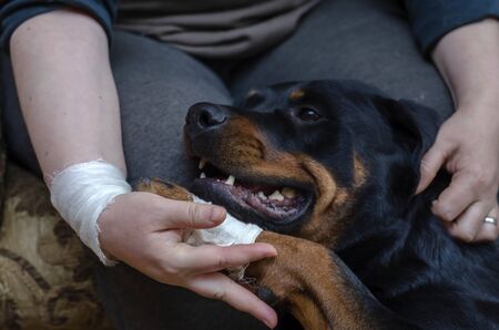 A sick dog sits at the owner s feet. Rottweiler with bandaged paw. Dog paw in a woman's bandaged hand. The animal and its owner with injuries after accident. Selective focus.の写真素材