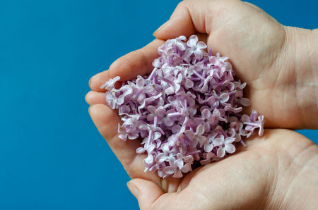 Lilac flowers in the female palms. Many purple colors hold female hands. View from above. Close-up.