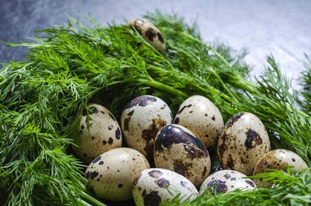 Raw Quail eggs and a bunch of fresh dill. A group of fresh eggs and fragrant green dill. Ingredients for making salad. Low-calorie wholesome food. Close-up.の写真素材