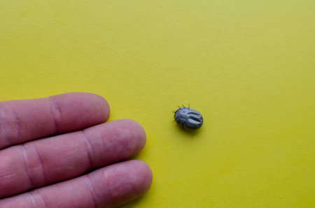 The male hand shows an ixodid tick on a yellow background. A tick full of blood. Danger of...