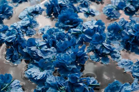 A detailed shot of a pond with floating leaves. Bright turquoise leaves float in the water. Calm pond with fresh leaves of trees. Quiet water surface. Selective focus. Close-up.の写真素材