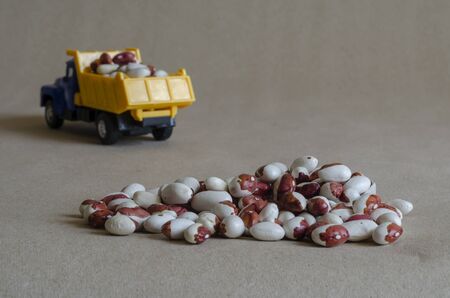 Yellow Dump Truck with anasazi bean full body. A toy car transports dry bean beans. Harvesting. Close-up. Selective focus.の写真素材