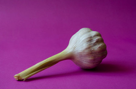 Head of fresh garlic on a purple background. A single head of aromatic vegetable in a husk. Useful vegetables. Close-up.の写真素材