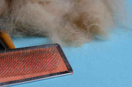 Brush with metal bristles for combing dogs and a pile of wool on a light turquoise background. The...