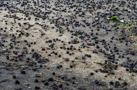 Fallen ripe wet black mulberry lies on ground after rain. Land covered with many berries of a lost crop. Insurance, agribusiness. Selective focus. Ground level shootingの写真素材