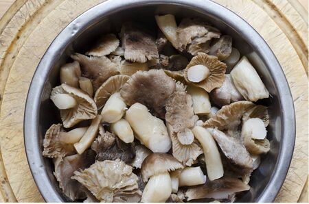 Boiled Tricholoma mushrooms in a metal bowl. Closeup of delicious crispy mushrooms. Cooking process. Eating wild forest mushrooms.の写真素材