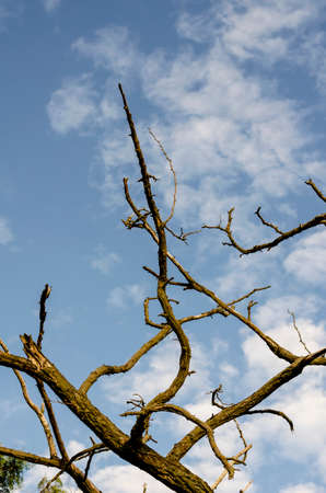 Dry branches of acacia against the blue sky. The trunk and the branches of a dead tree. A sunny summer evening.の写真素材
