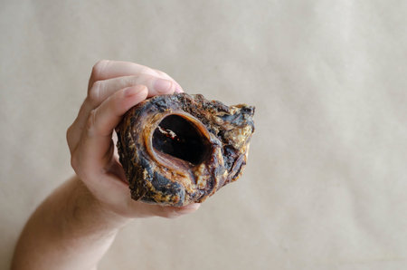 An adult Caucasian man's hand holds a dried beef larynx. Natural dried dental treats for pets. Encouragement and pampering. Pet supplies. Selective focus.の写真素材