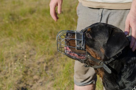 Portrait of a Rottweiler dog in a metal muzzle. The pet sits next to the man and looks into the...