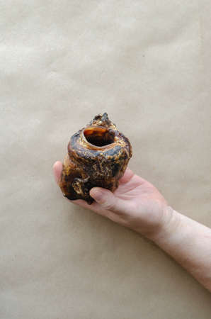 An adult Caucasian man's hand holds a dried beef larynx. Natural dried dental treats for pets. Encouragement and pampering. Pet supplies. Selective focus.の写真素材