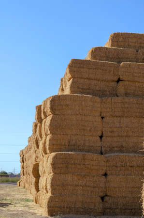 Piled stacks of dry straw collected for animal feed. Dry baled hay bales stack open air. Agribusiness.の写真素材