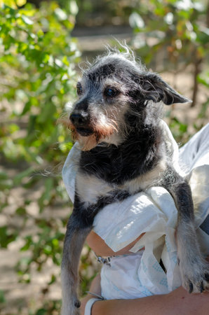 Portrait of an old Yorkshire terrier in the owner's arms while walking. A 12 year old male is...