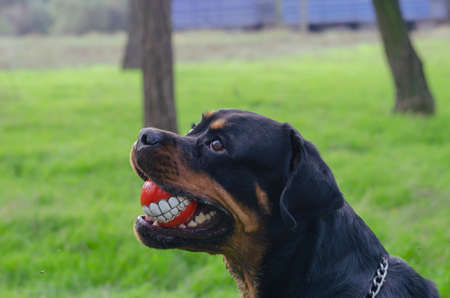 Smile ball in the mouth of dog. Dog is holding red toy with painted wide smile. Fun walk with your pet in the dog park.の写真素材