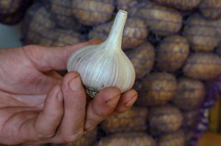 Man's hand holds Raw garlic in its husk. Demonstration New harvest of vegetables. Small family business. Selective trick.の写真素材