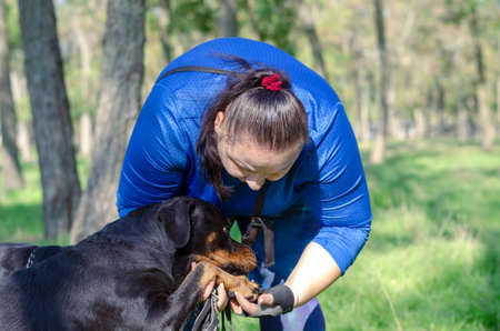 Owner in blue tracksuit examines dog's paw outdoors. Middle-aged woman leans over Rottweiler and...