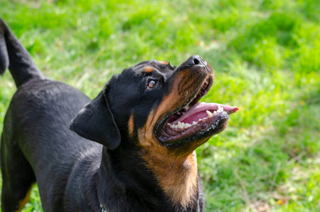 Portrait of Rottweiler female looking up past camera. Walking in park with pet. Love animals