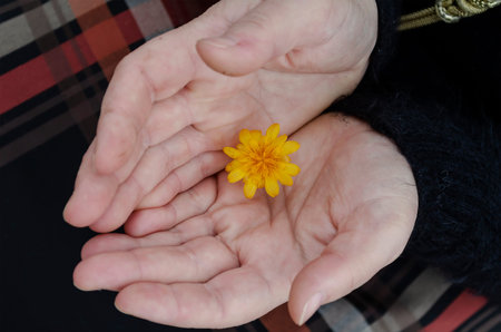Concept of harmony, tenderness, romance. Yellow field flower in the palms of women. Middle-aged...