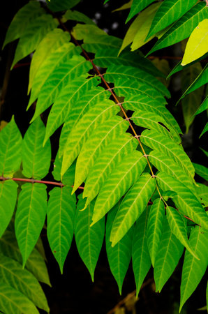 Colorful green leaves of Mediterranean Sumac plant. Close-up of branches with oblong leaves....