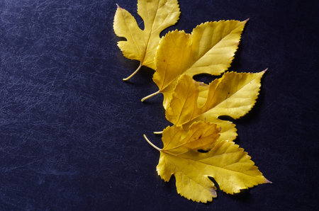 Creative multitasking background with fallen leaves on black background. Leaves lay loose on solid...