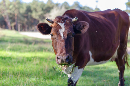 Portrait of white and brown cow chewing green grass in pasture. Animal looks closely at camera. No...