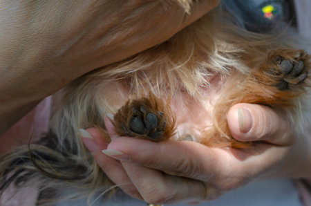 Woman holding dog of breed Yorkshire Terrier. Close-up of an adult woman's hand supporting back of...