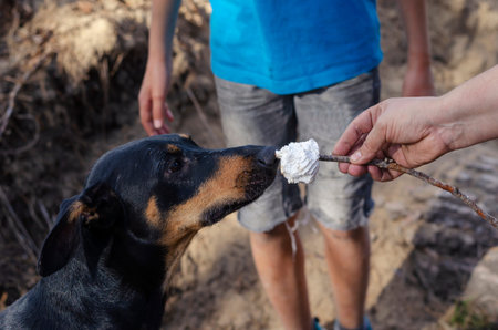 Mother's hand feeds fried marshmallows to the puppy Dobermann. The son wears gray shorts and a blue shirt in the background. Family picnic.の写真素材