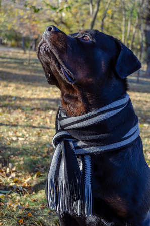 Portrait of a romantic Rottweiler wearing a striped scarf in an autumn park. A male Rottweiler sits and looks dreamily into the sky. Pets.の写真素材