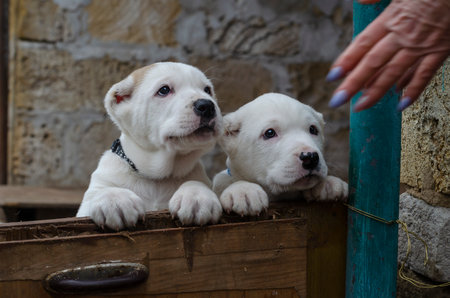 Funny Central Asian shepherd puppies looking at clapping puppy palms. Two Turkmen Alabai puppies. Dog breeding.の写真素材