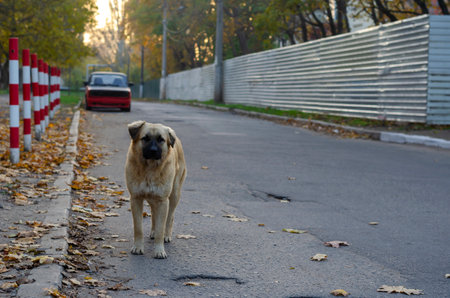 Life of homeless or street animals concept. Mixed-breed dog on fall city street next to white and red anti-parking poles. No people. Selective focus.の写真素材