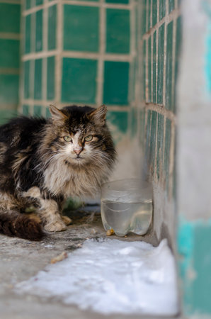 Life of homeless animals in winter city. Portrait of stray cat staring defiantly into the camera.の写真素材