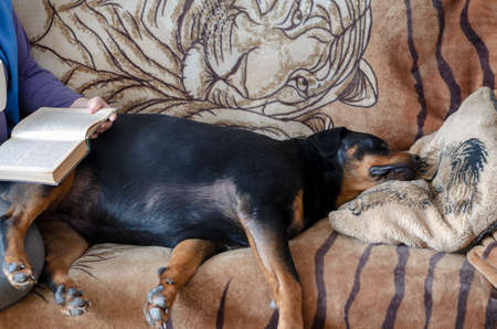 A day in the life of pets. A Rottweiler dog sleeps on the couch with his head on the pillow. A grown woman sits next to a book and a cup of coffee in her hands.の写真素材
