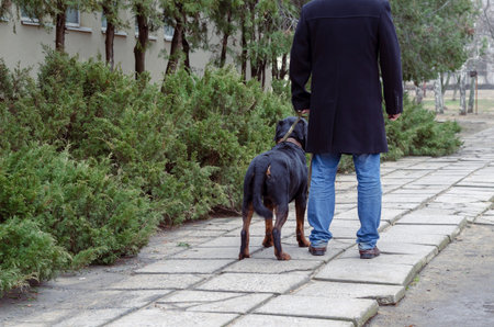 A man walks down the street with a Rottweiler, view from the back. A middle-aged man in a black coat...