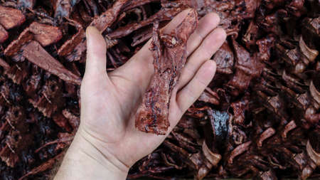 A man's hand demonstrates the quality of pet treats. Dried beef lungs on the back. Beef jerky for dogs. Foreground Focus.の写真素材